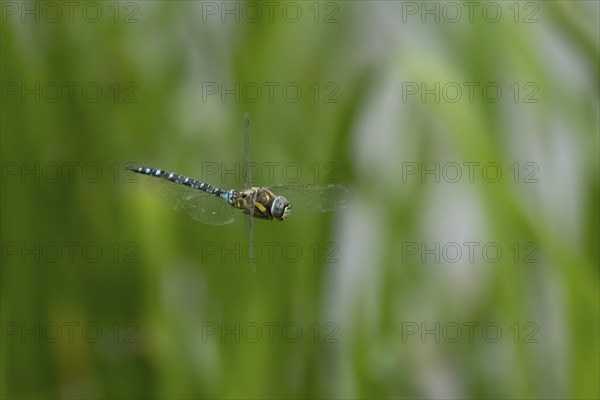 Migrant hawker dragonfly (Aeshna mixta) adult insect flying in the summer, Suffolk, England, United