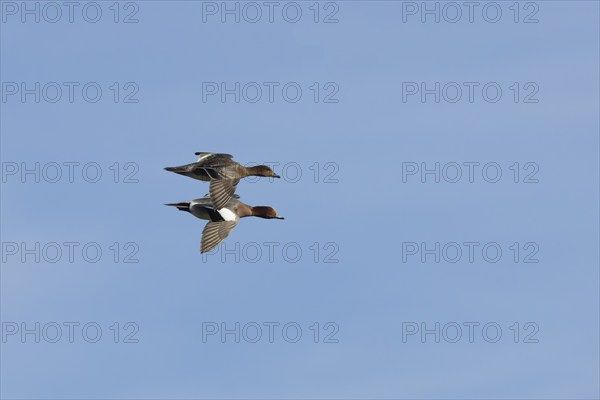 Eurasian wigeon (Mareca penelope) adult male and female birds flying together, Lincolnshire,