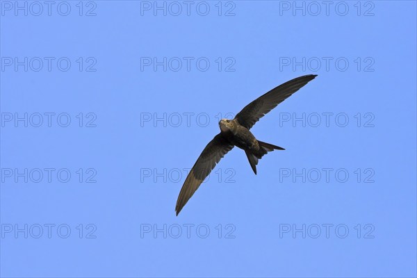 Common swift (Apus apus), family of swallows, Mannheim, Baden-Württemberg, Federal Republic of