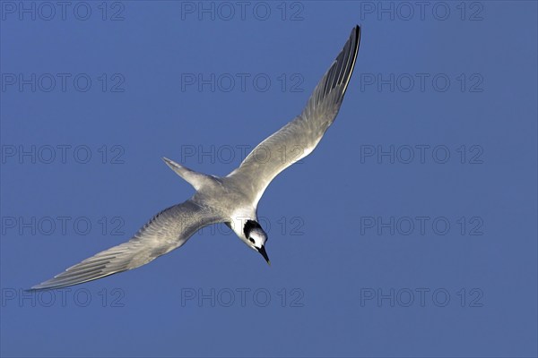 Sandwich tern (Sterna sandvicensis), Bowman's Beach, Sanibel Island, Florida, USA, North America