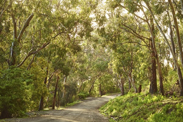 Landscape of a little road going through a Gum tree (Eucalyptus) forest in spring, Koala Cove,