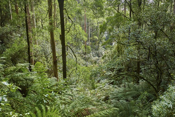 Nature landscape of the forest in the Great Otway National Park in spring, Australia, Oceania