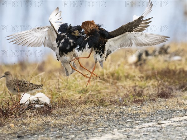 Ruff (Calidris pugnax) two males in breeding plumage at lek, fighting over female, Pokka, Finnish
