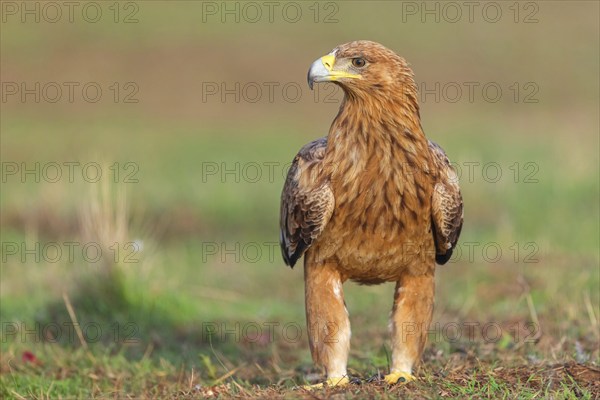 Spanish imperial eagle (Aquila adalberti), El Millaron Imperial Eagle Hid, Salorino, Extremadura