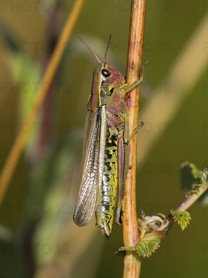 Large marsh grasshopper (Stethophyma grossum) female, resting on plant stalk, in marshland, Hesse,