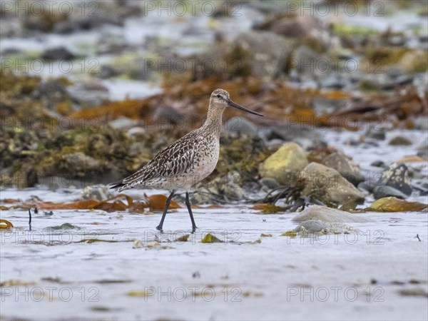 Bar-tailed Godwit (Limosa lapponica) adult male in non breeding plumage, on Artic Ocean coastline