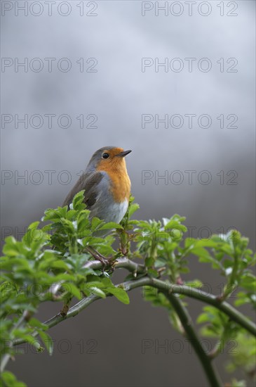European robin (Erithacus rubecula) on curved branch with freshly sprouted green leaves in spring,