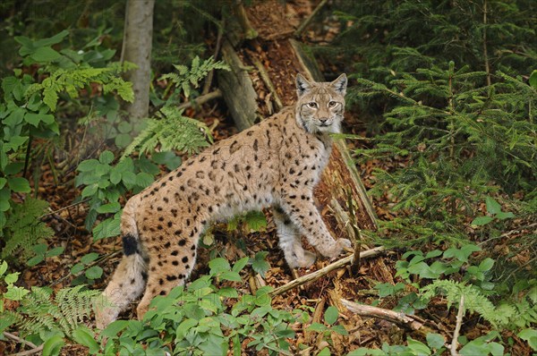 Eurasian lynx (Lynx lynx) s in autumn forest, Bavarian Forest National Park