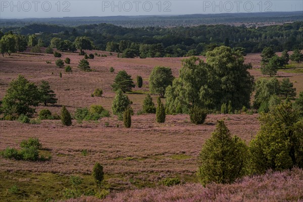 Flowering heath, heather and juniper bushes, near Wilseder Berg, in the Lüneburg Heath nature