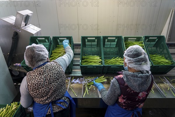 Asparagus farm, green asparagus is washed, cut and sorted by quality after harvesting, near