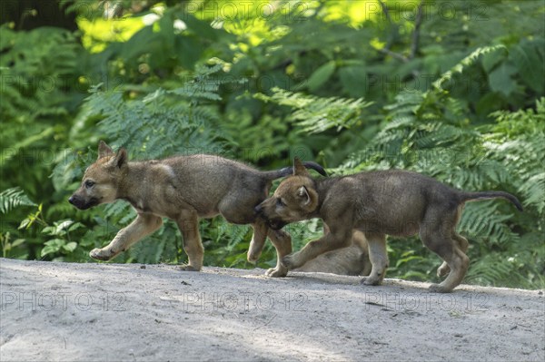Two puppies running in the forest and happily exploring their surroundings, European gray wolf