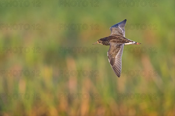 Ruff (Philomachus pugnax), male, flight photo, Narew, Bialystok, Podlasie, Poland, Europe