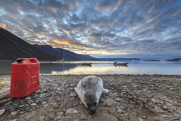Seal killed by Inuit hunters lying on the shore of a fjord, mountains, Scoresby Sound, East