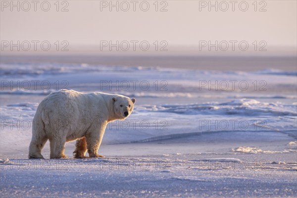Polar bear (Ursus maritimus), standing in the snow, evening light, pack ice, Kaktovik, Arctic
