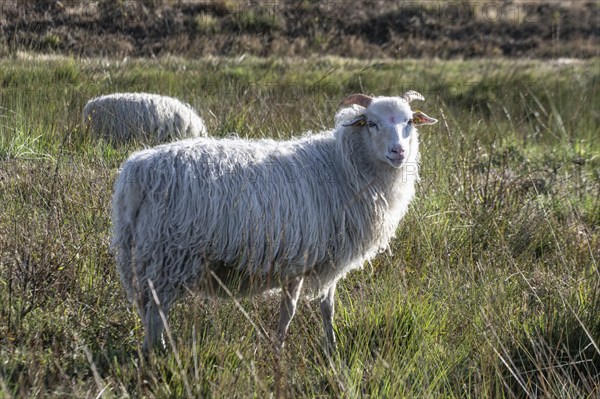 White horned Heidschnucken (Ovis gmelini) in the moor, Emsland, Lower Saxony, Germany, Europe
