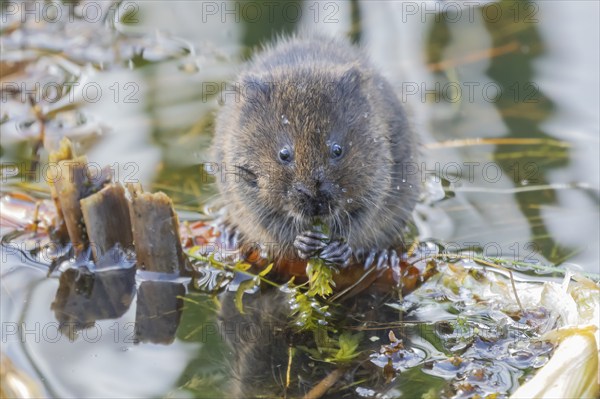 Water vole (Arvicola amphibius) adult animal eating pond weed in a lake in the summer, Suffolk,