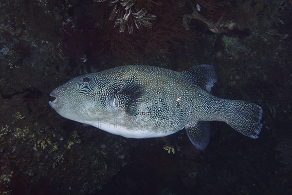 Fish with dark, patterned body, blue spotted pufferfish (Arothron caeruleopunctatus), pufferfish,