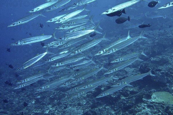 School of fish, bigeye barracuda (Sphyraena forsteri), moving through the blue water of the sea,