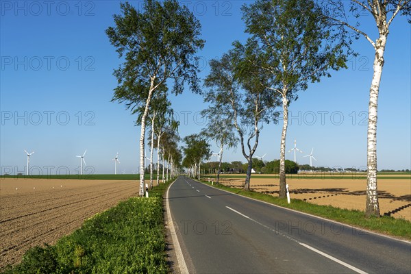 Birch avenue, country road, near the village of Katzem, Heinsberg district, wind farm, North