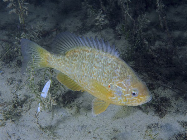A pumpkinseed sunfish (Lepomis gibbosus), invasive species, swims across the sandy bottom