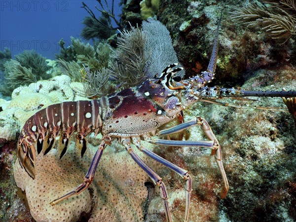 Close-up of a caribbean spiny crayfish (Panulirus argus) surrounded by corals in the reef. Dive