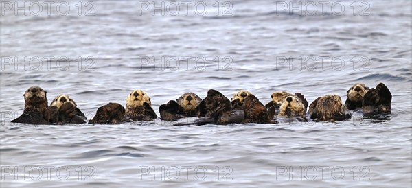 Several sea otters (Enhydra lutris) swimming on their backs in the Pacific Ocean, Vancouver Island