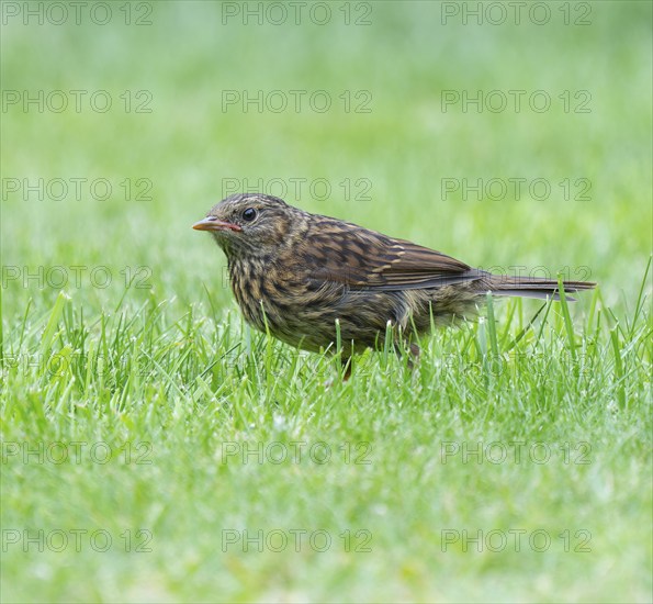 Dunnock (Prunella modularis), young bird foraging on a lawn, Lower Saxony, Germany, Europe