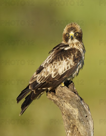 An attentive bird of prey with a piercing gaze sits on a branch in front of a natural background