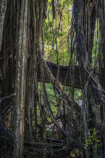 Bridge in the jungle, lianas in the jungle, Sacred monkey forest, Ubud, Bali, Indonesia, Asia