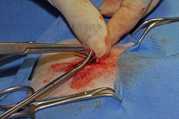 Vet, castration of a dog, male dog, suturing the wound after the operation