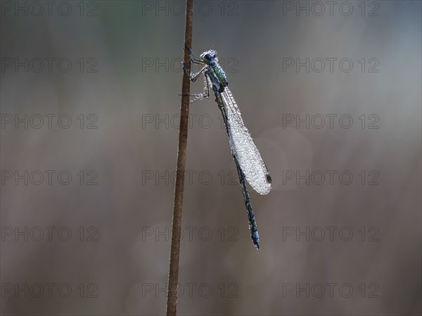 Emerald Damselfly (Lestes sponsa) sits on a rush stalk, the first rays of sunlight dry the wings,