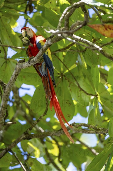 Scarlet macaws (Ara macao) in bengal almond (Terminalia catappa), Puntarenas province, Costa Rica,