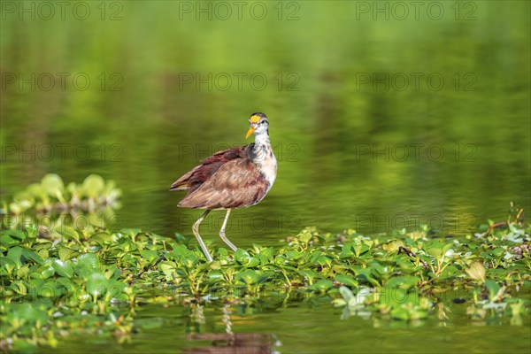Yellow-fronted Jacana runs on aquatic plants, Tortuguero National Park, Costa Rica, Central America