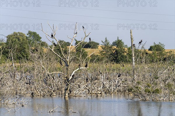Cormorant colony on dead trees near Botofte, Langeland Island, Denmark, Europe