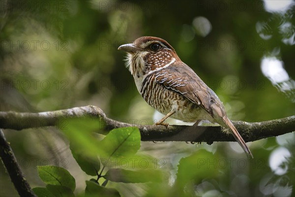 Bird, Short-legged Ground Roller, (Brachypteracias leptosomus) in the rainforest of Mantadia