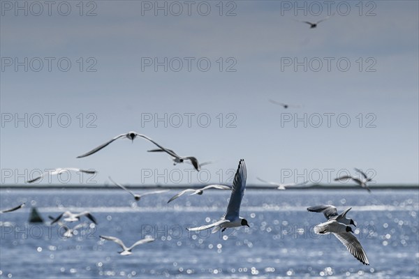 Seagulls in flight, in the background Hallig Hooge, North Frisia, Schleswig-Holstein, Germany,