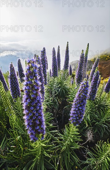 Madeira landscape with Pride of Madeira flowers and blooming Cytisus shrubs and mountains in clouds