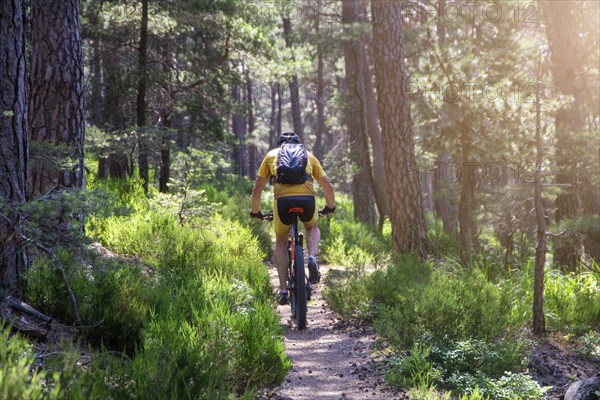 Mountain bikers in the Palatinate Forest on the way to Hohe Loog near Neustadt an der Weinstraße