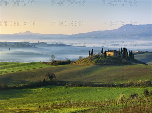 View over vineyard to Podere Belvedere surrounded by cypresses, morning mist in Val d'Orcia, UNESCO