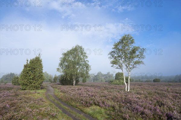 Path through heathland, flowering heather (Calluna vulgaris), birch (Betula), juniper (Juniperus