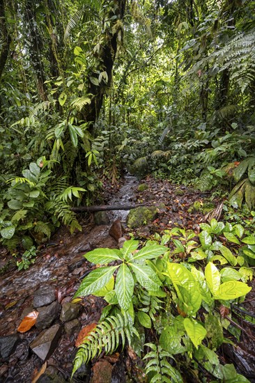 Small stream in the tropical rainforest, dense green vegetation, Laguna de Hule, Refugio Nacional