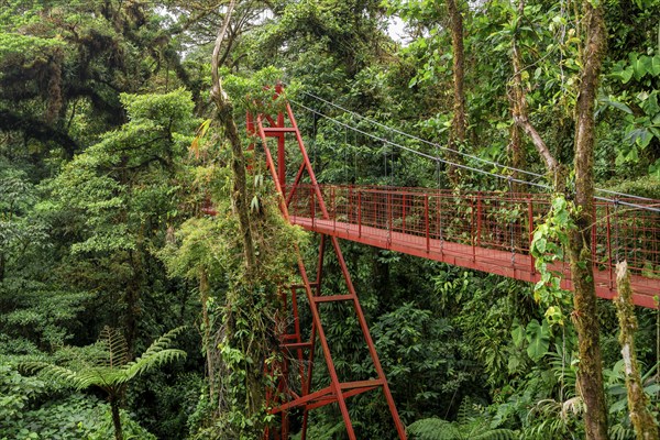 Red suspension bridge between the treetops in the rainforest, Monteverde cloud forest, Monte Verde,