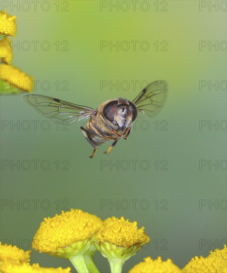 Dung bee or dronefly (Eristalis tenax), in flight, over flowers of tansy (Tanacetum vulgare,