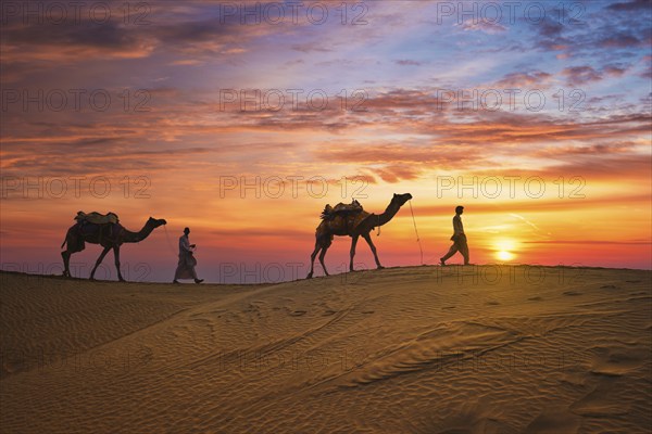 Indian cameleers camel drivers bedouin with camel silhouettes in sand dunes of Thar desert on
