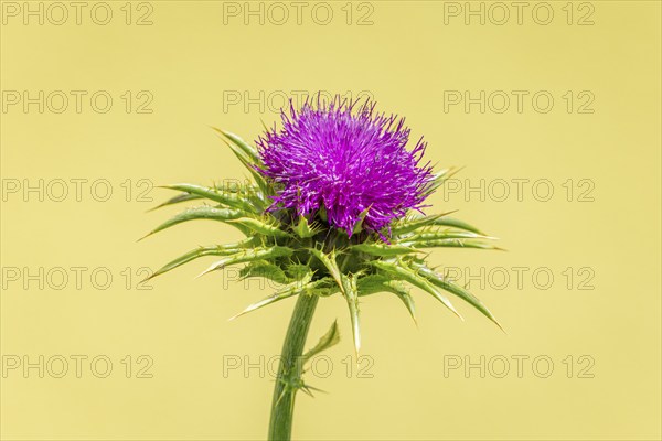 Blossom of carduus marianus (Silybum marianum) in close-up with blurred green background, Ternitz,