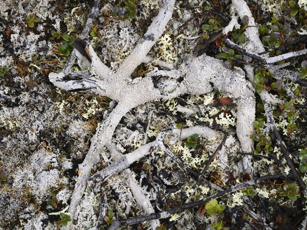 Dwarf Birch (Betula nana), decayed rests covered with lichen, Varanger National Park, Varanger