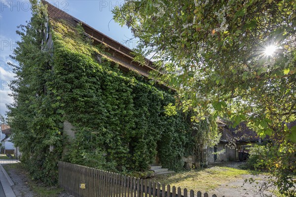 Historic hereditary farm overgrown with ivy (Hedera), Tauchersreuth, Middle Franconia, Bavaria,