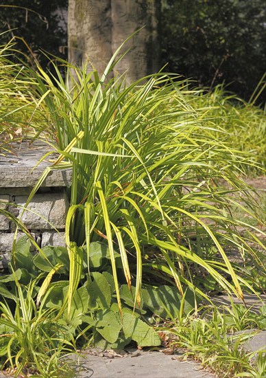 Sedge (Carex), in the park, North Rhine-Westphalia, Germany, Europe