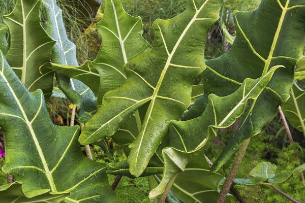 Close-up of Alocasia, Elephant's Ear leaves covered with raindrops in summer, Quebec, Canada, North