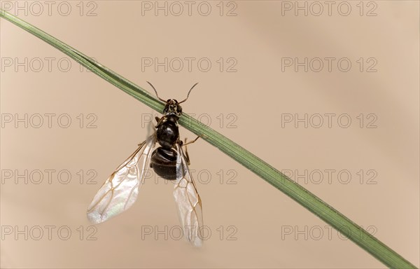 Winged female wood ant (Formica spec.) after hatching, Valais, Switzerland, Europe